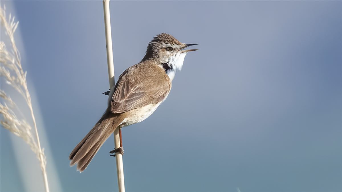 Paddyfield Warbler