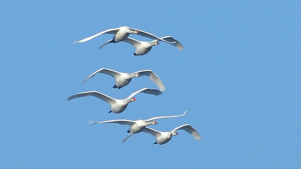 Mute Swan