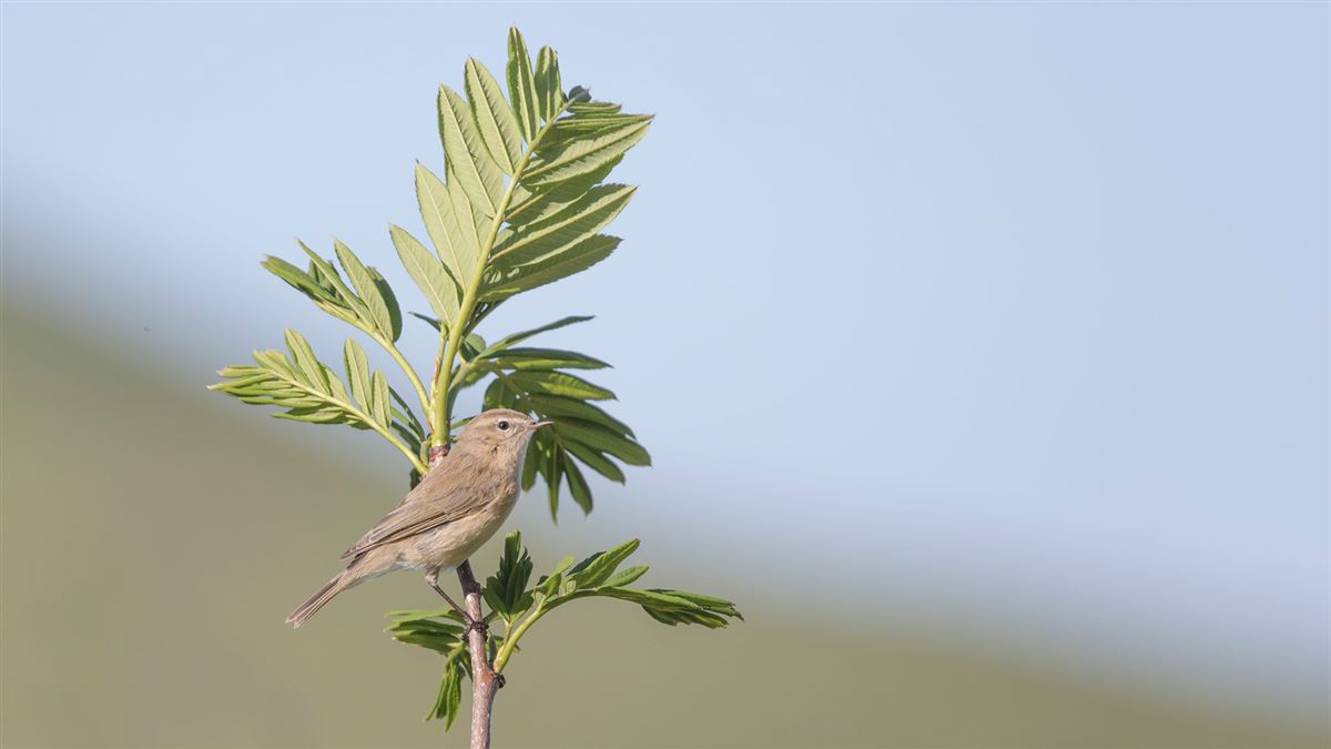 Mountain Chiffchaff