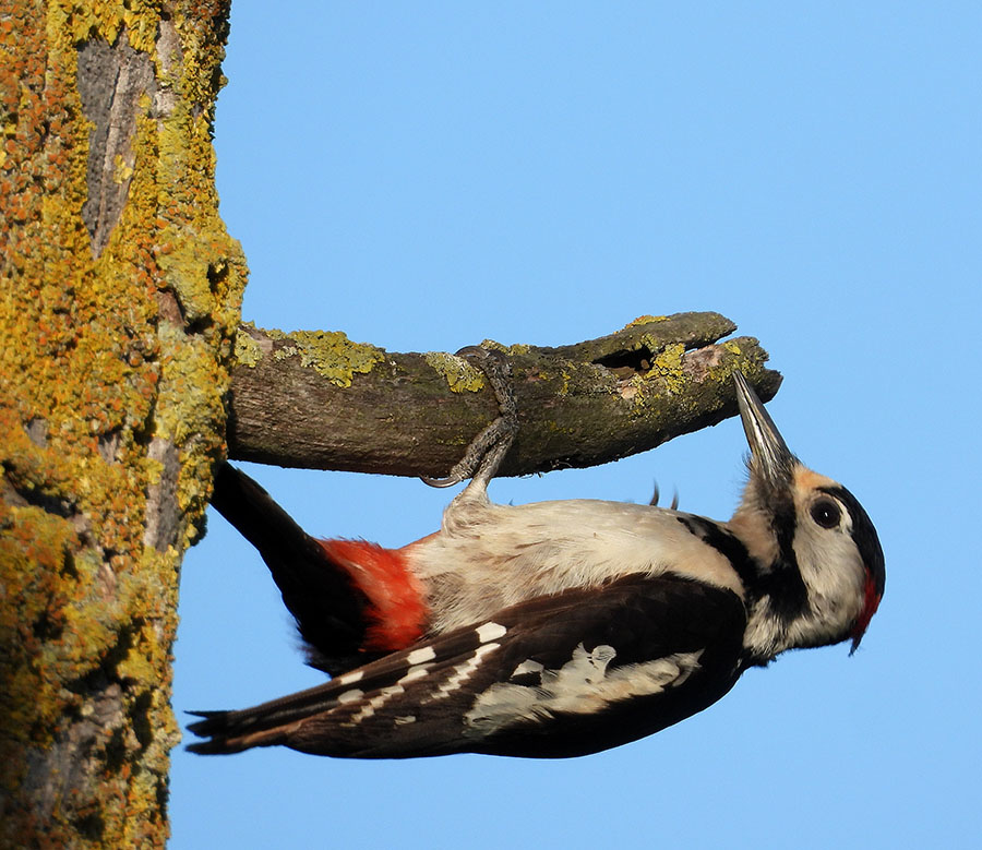 Syrian Woodpecker