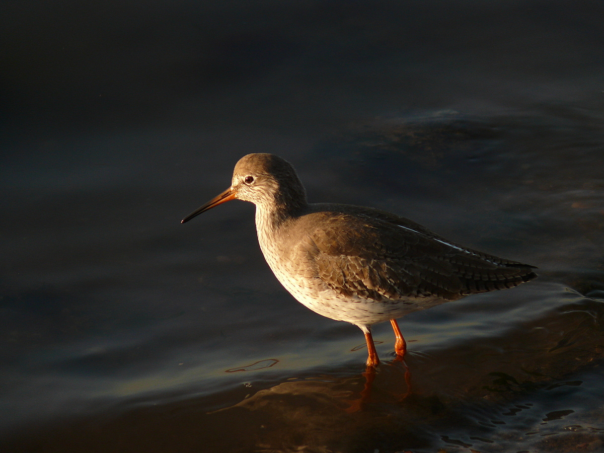 Common Redshank