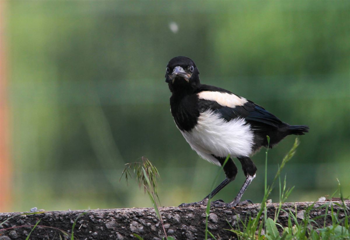 Eurasian Magpie