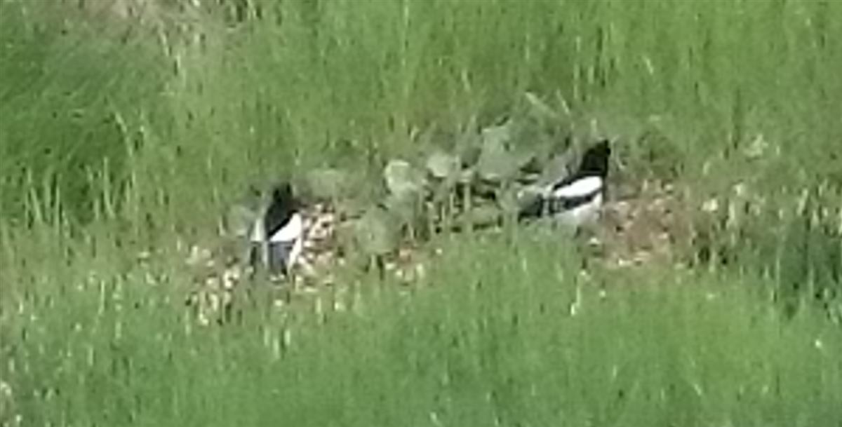 Eurasian Magpie