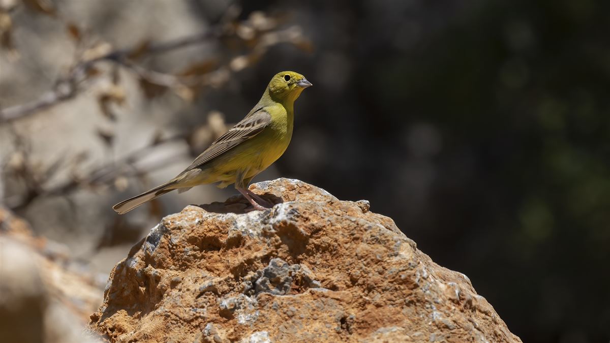 Cinereous Bunting