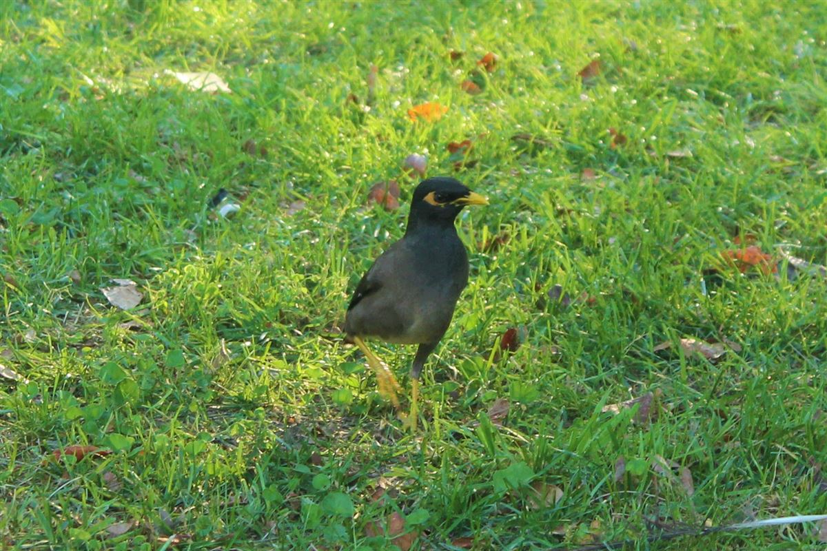 Common Myna