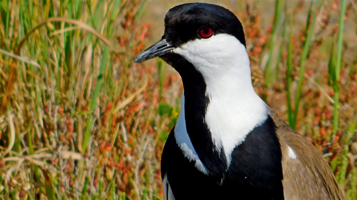 Spur-winged Lapwing