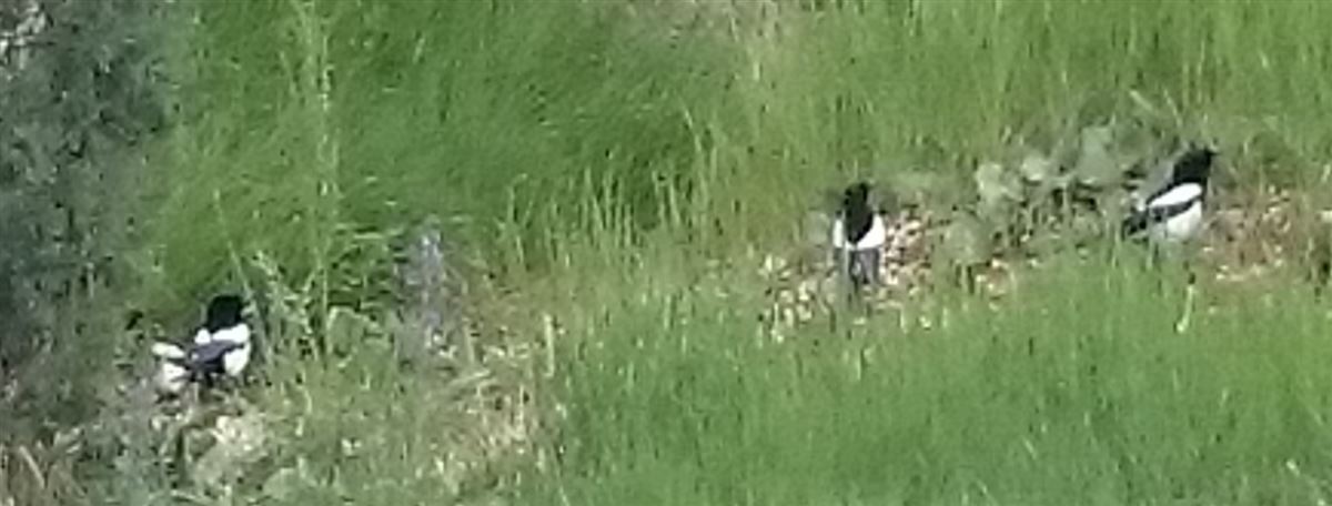 Eurasian Magpie
