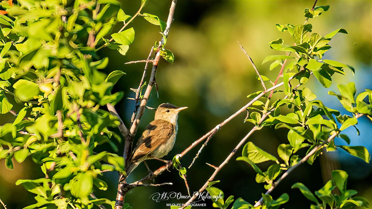 Eastern Olivaceous Warbler