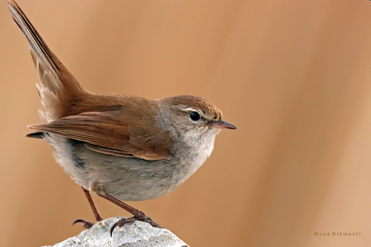 Cetti`s Warbler