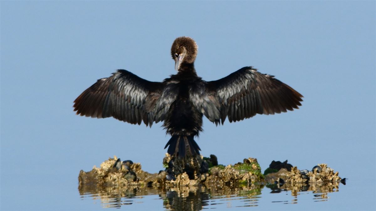Pygmy Cormorant