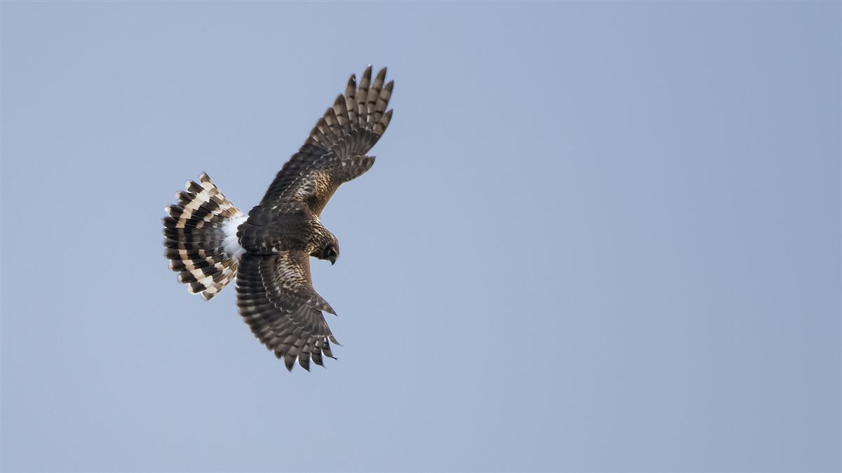 Hen Harrier