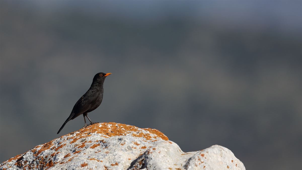 Common Blackbird
