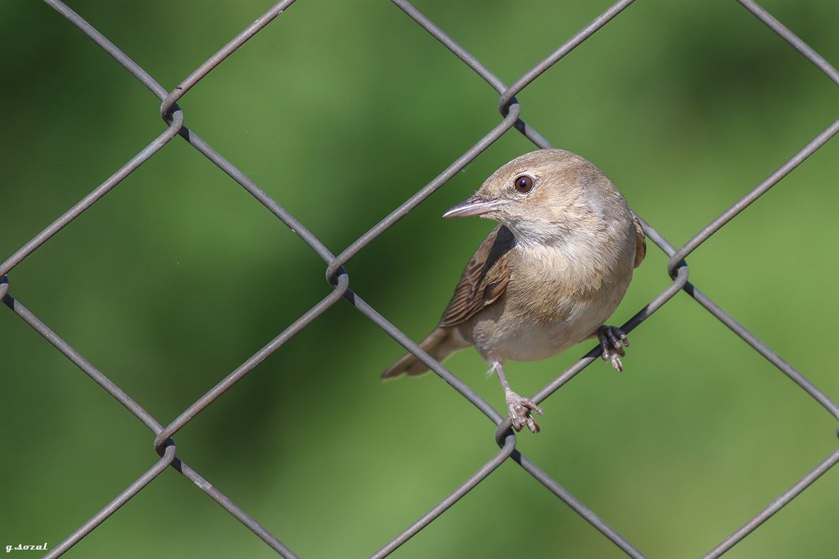 Garden Warbler