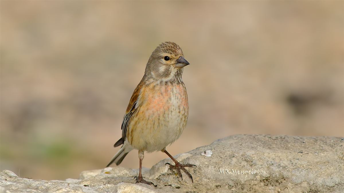 Common Linnet