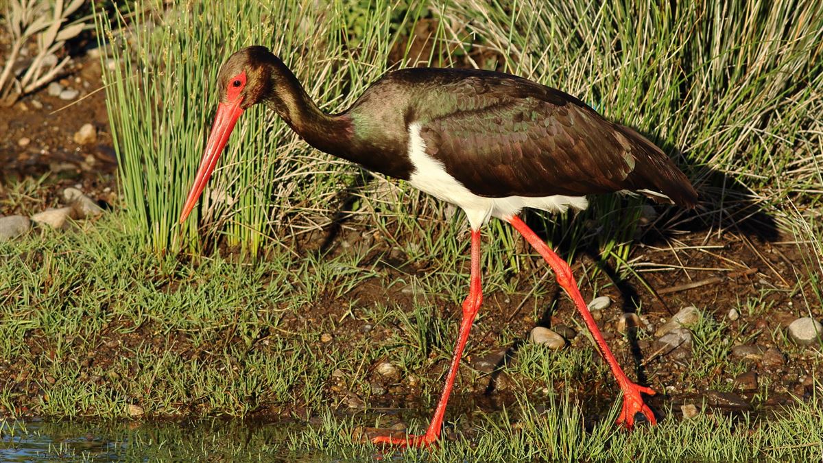 Black Stork