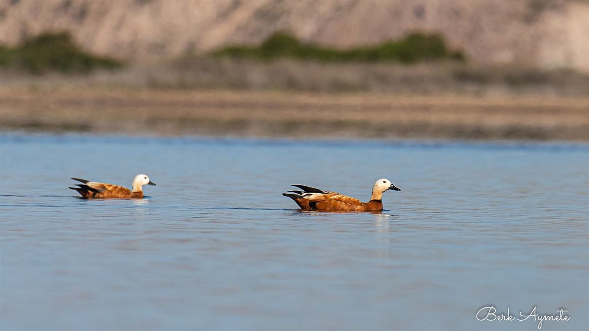 Ruddy Shelduck