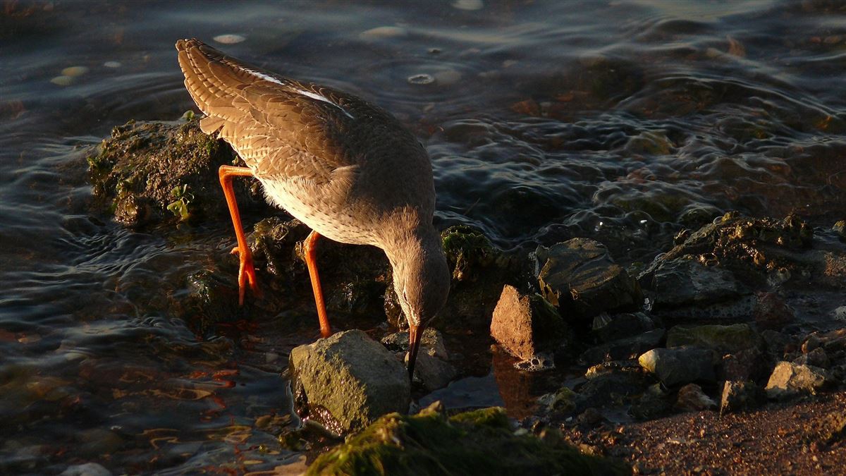 Common Redshank