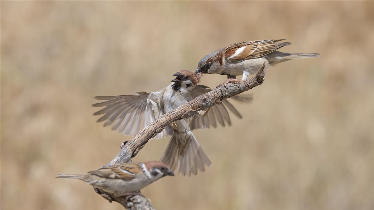 Eurasian Tree Sparrow
