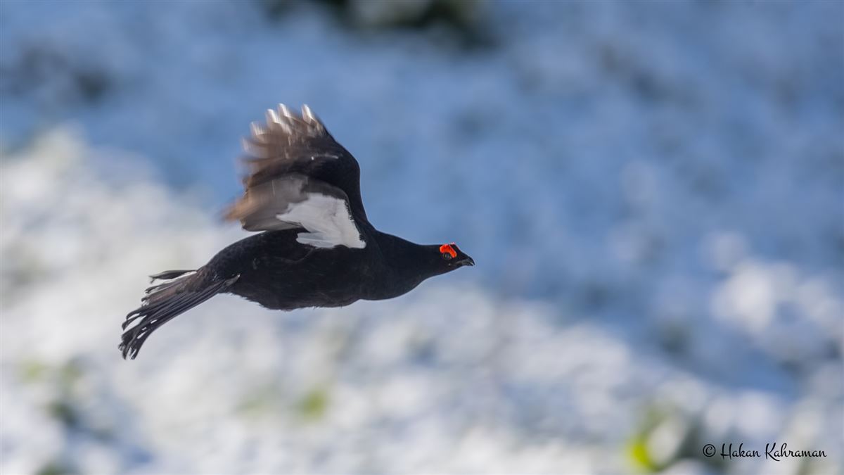 Caucasian Grouse
