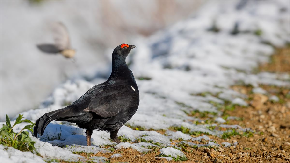 Caucasian Grouse