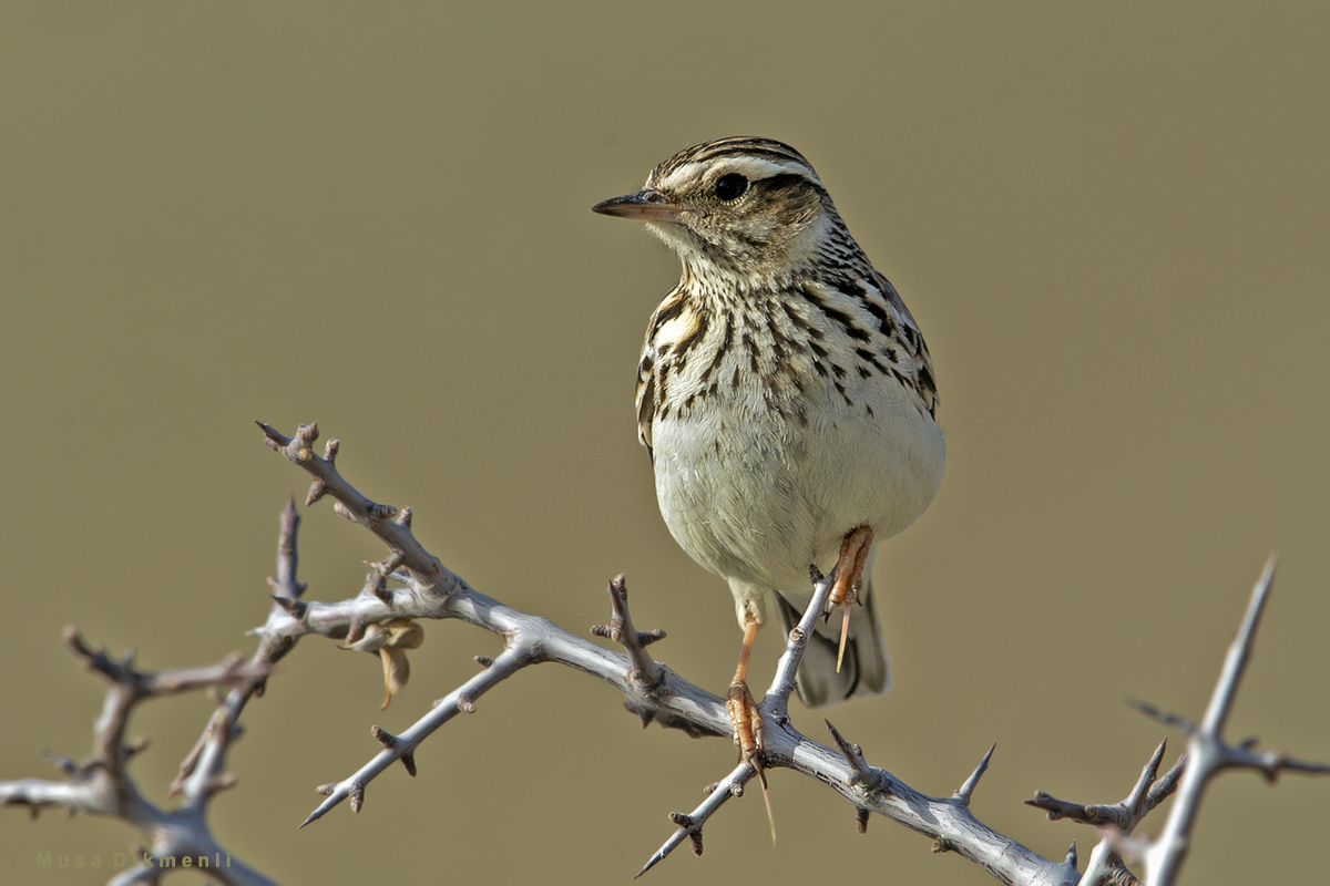 Woodlark