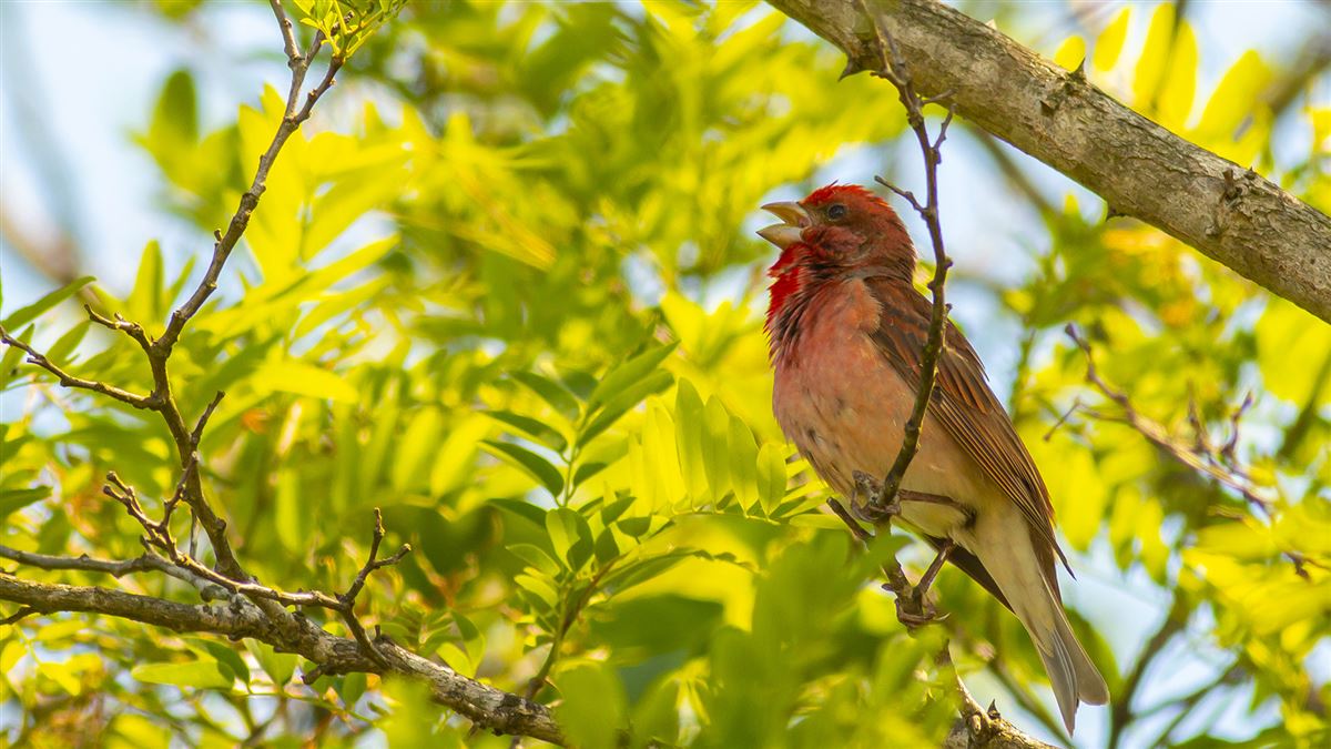 Common Rosefinch
