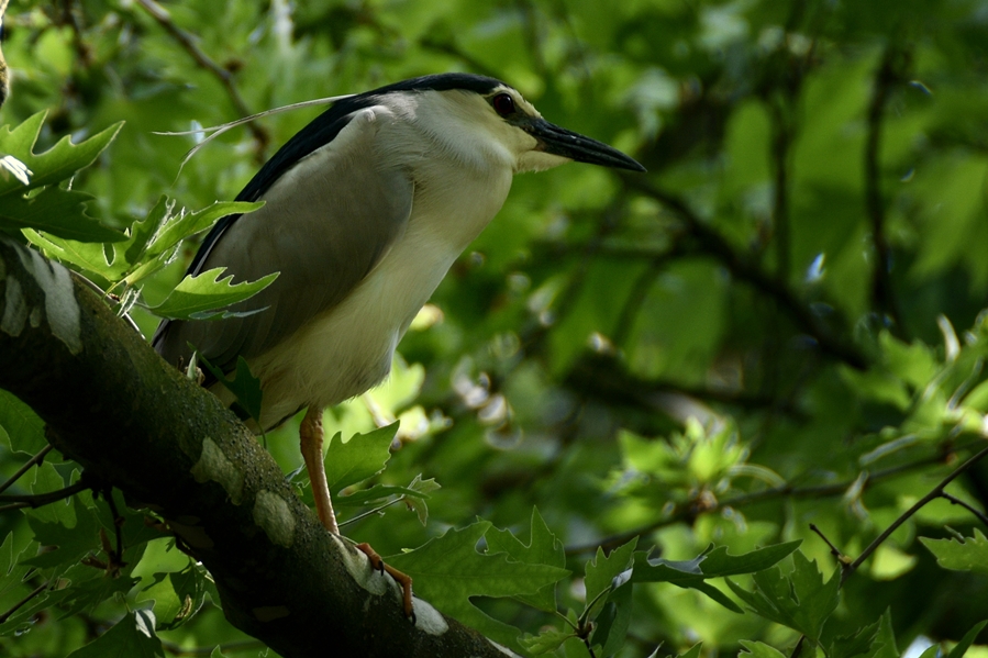 Black-crowned Night Heron
