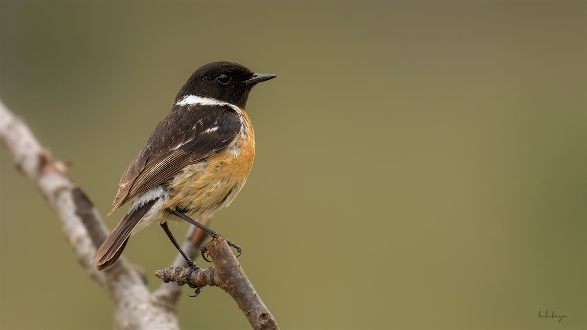 European Stonechat