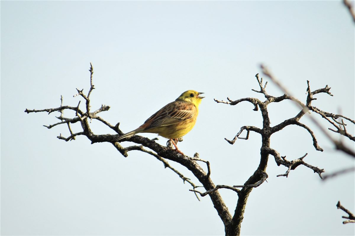 Yellowhammer