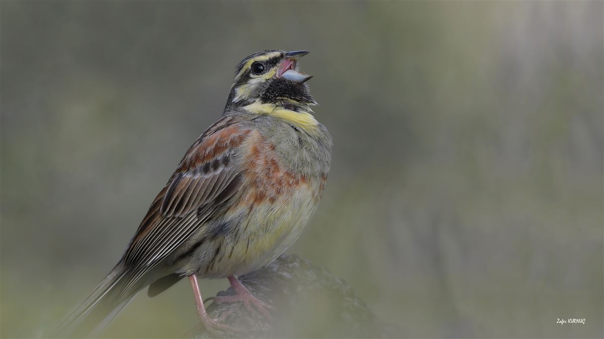 Cirl Bunting