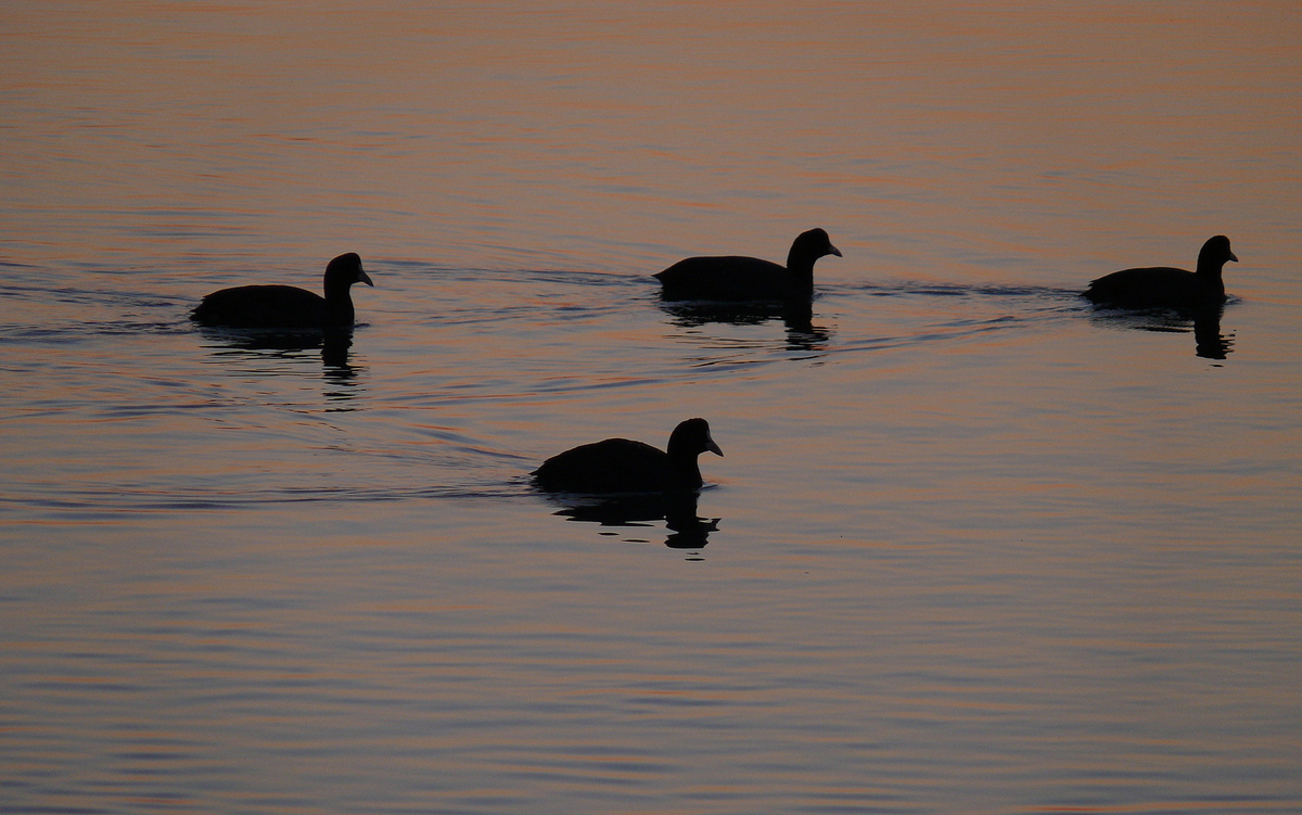 Eurasian Coot