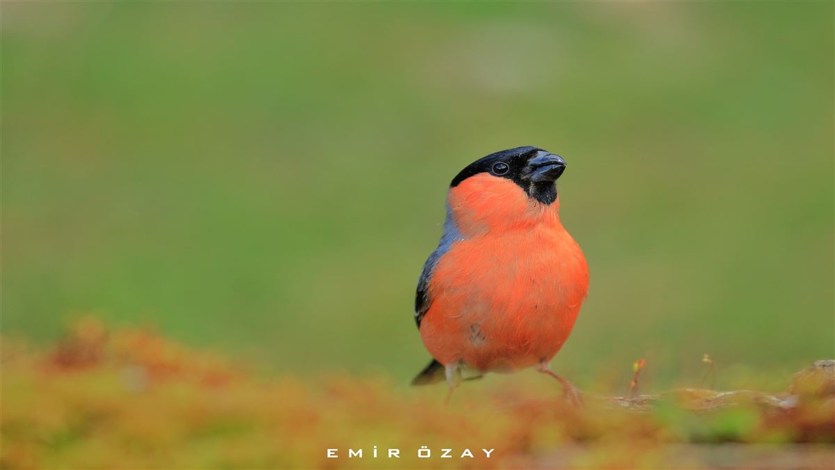 Eurasian Bullfinch