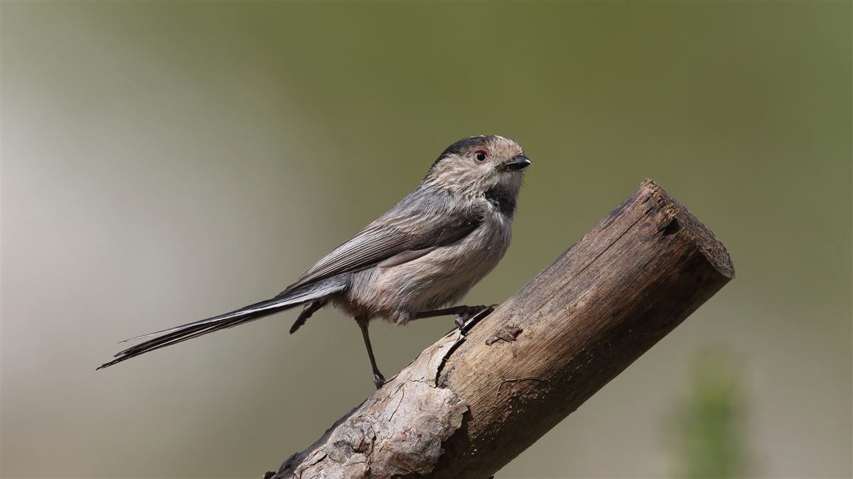 Long-tailed Tit