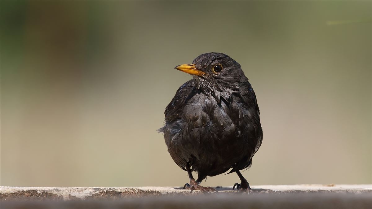 Common Blackbird