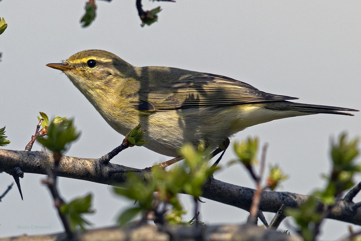 Willow Warbler