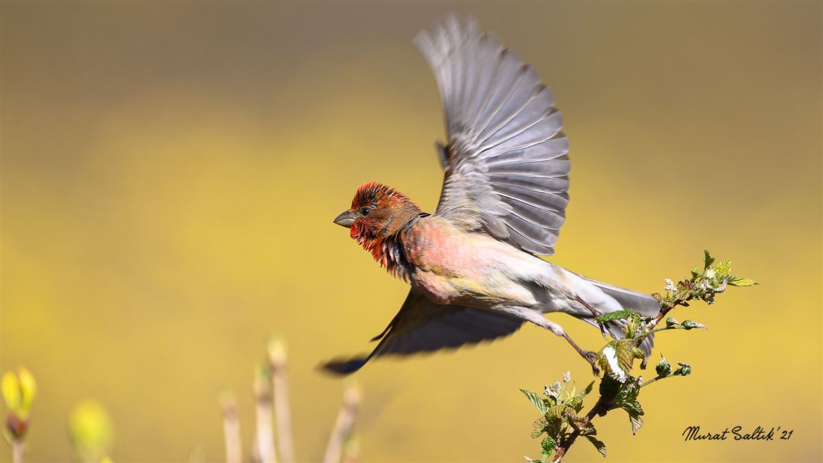 Common Rosefinch