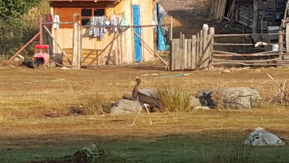 Black Stork