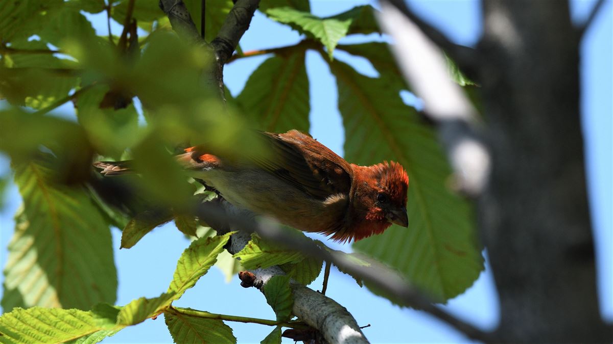 Common Rosefinch