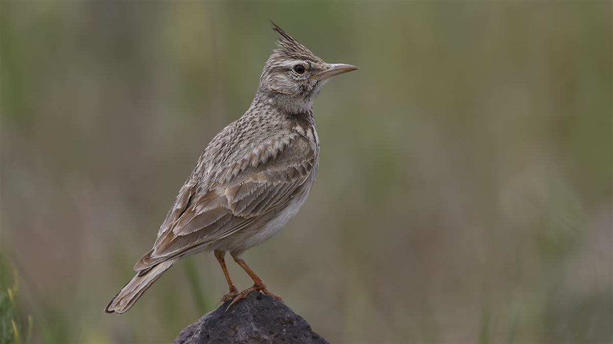 Crested Lark