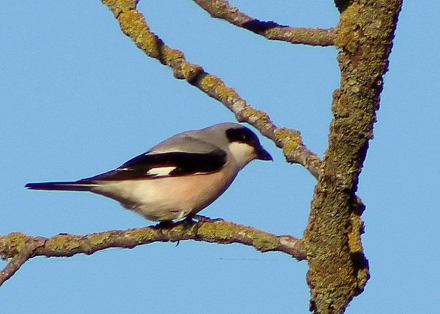Lesser Grey Shrike