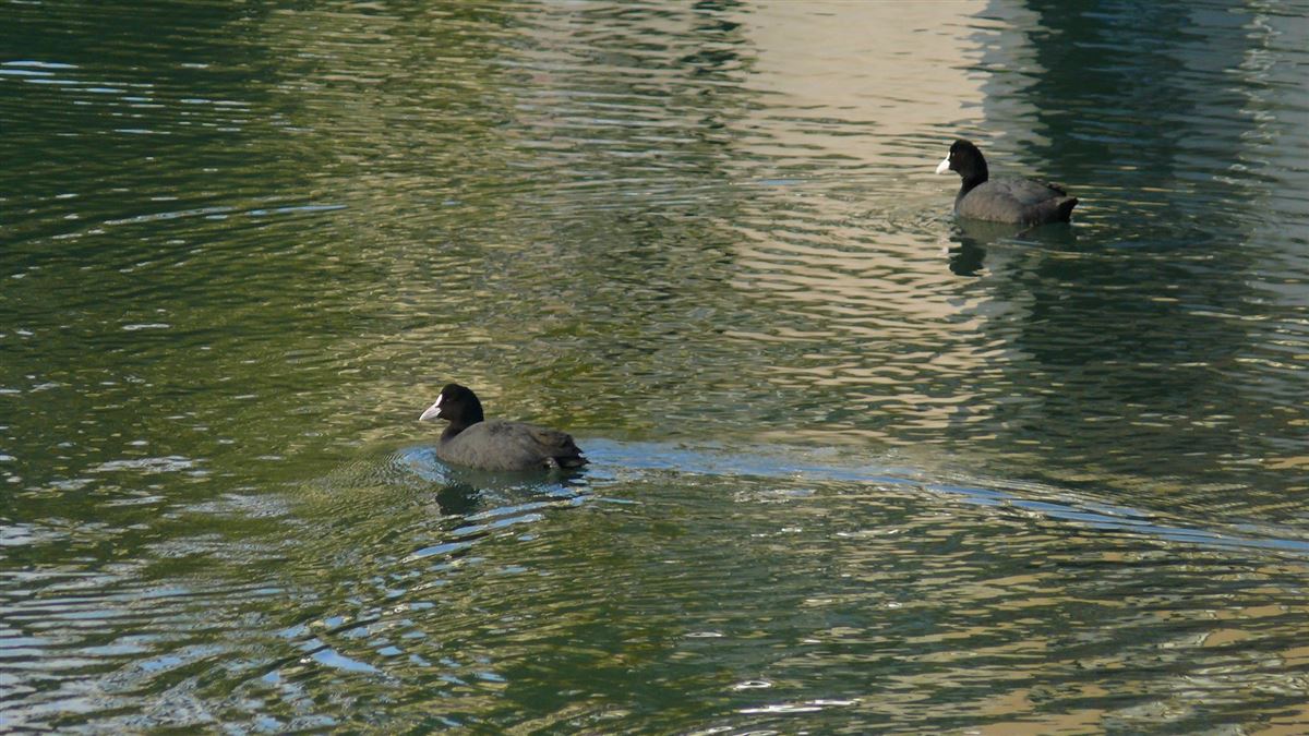Eurasian Coot
