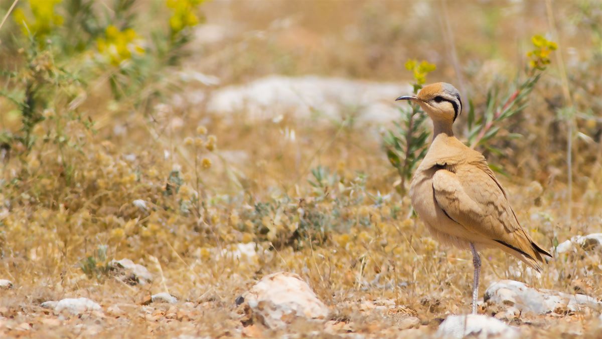 Cream-colored Courser