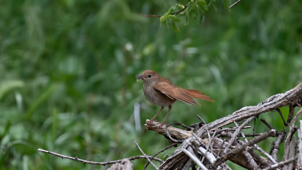 Common Nightingale