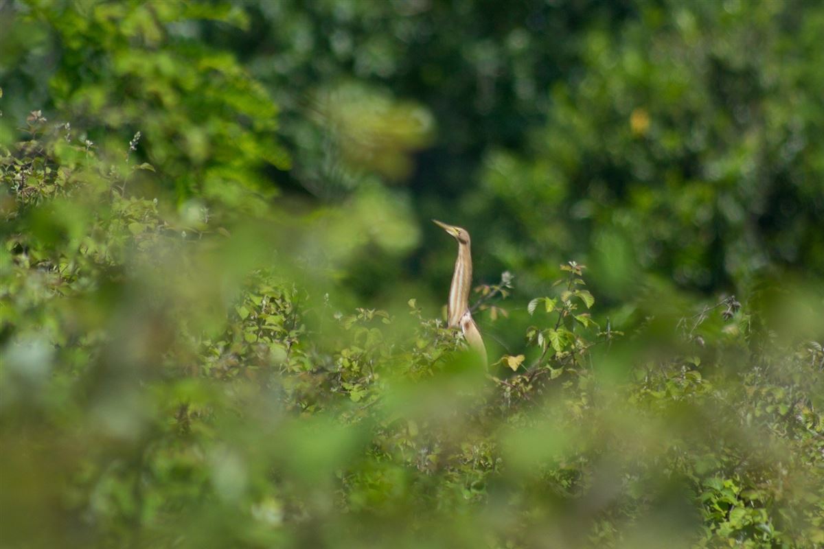 Little Bittern