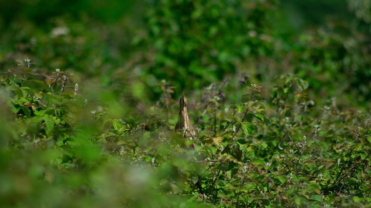 Little Bittern