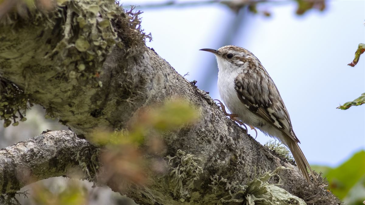 Eurasian Treecreeper