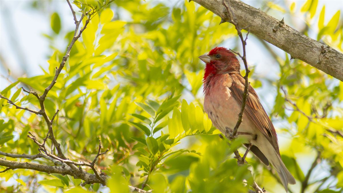 Common Rosefinch