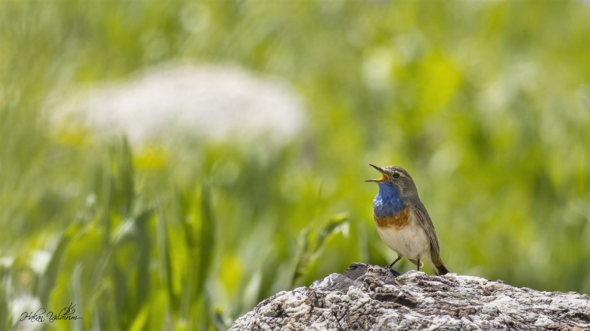 Bluethroat