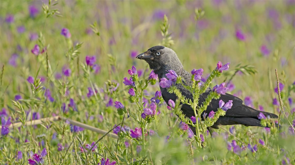 Western Jackdaw
