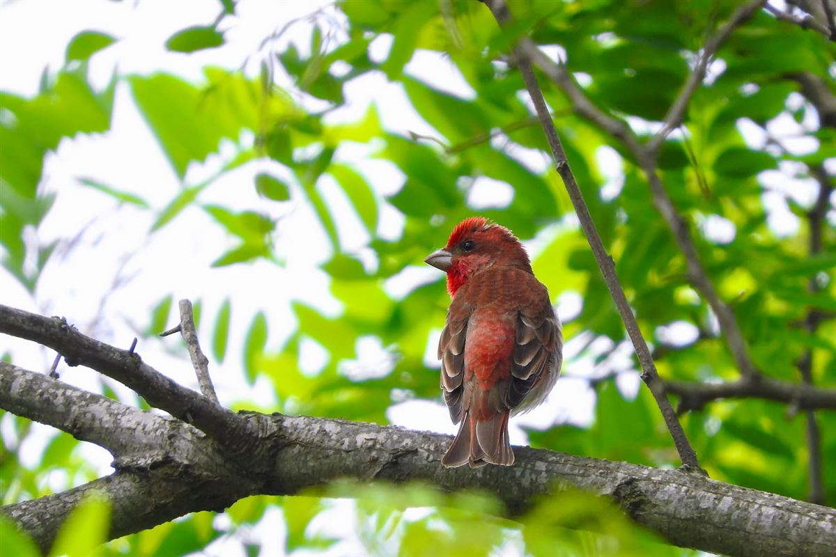 Common Rosefinch